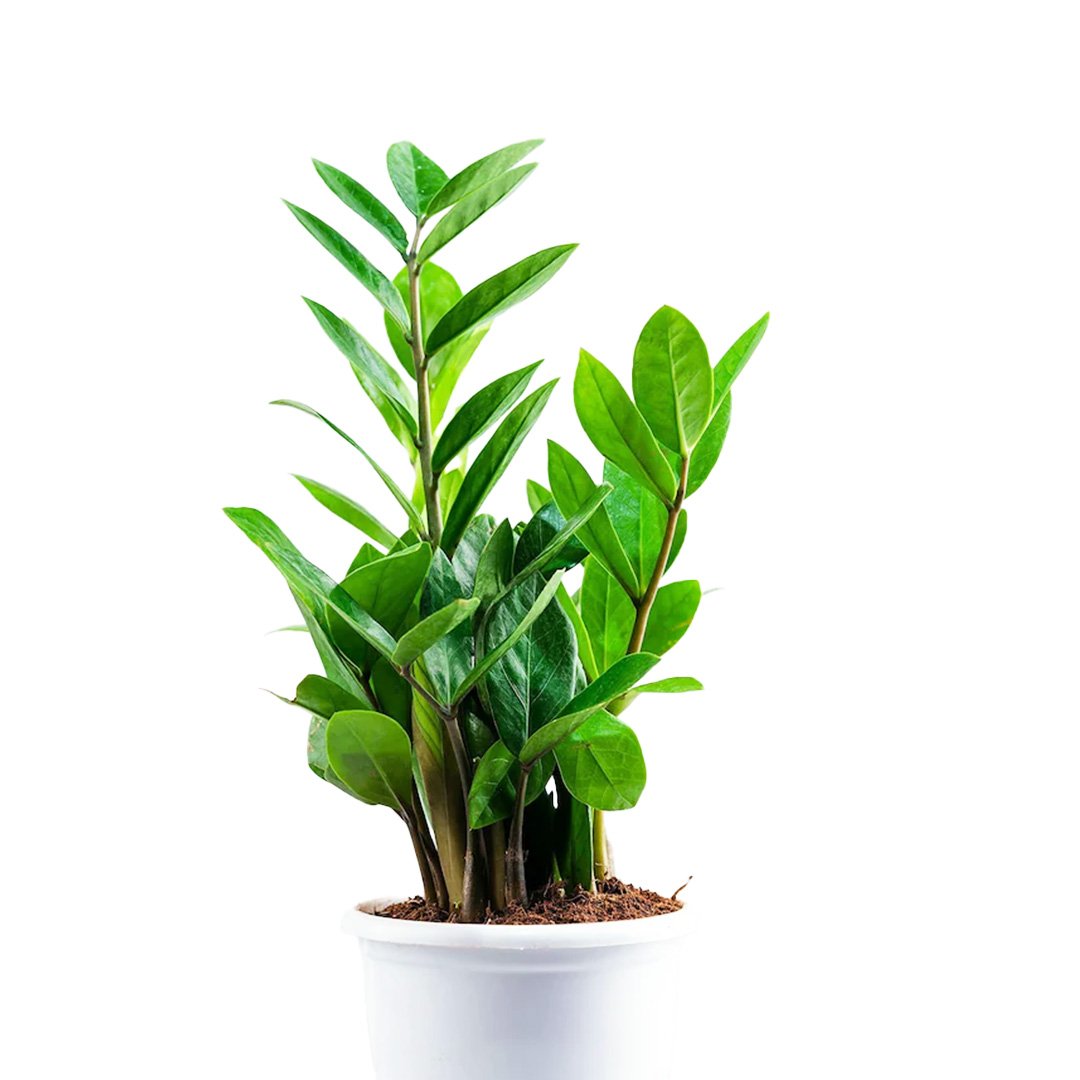 Zz Green